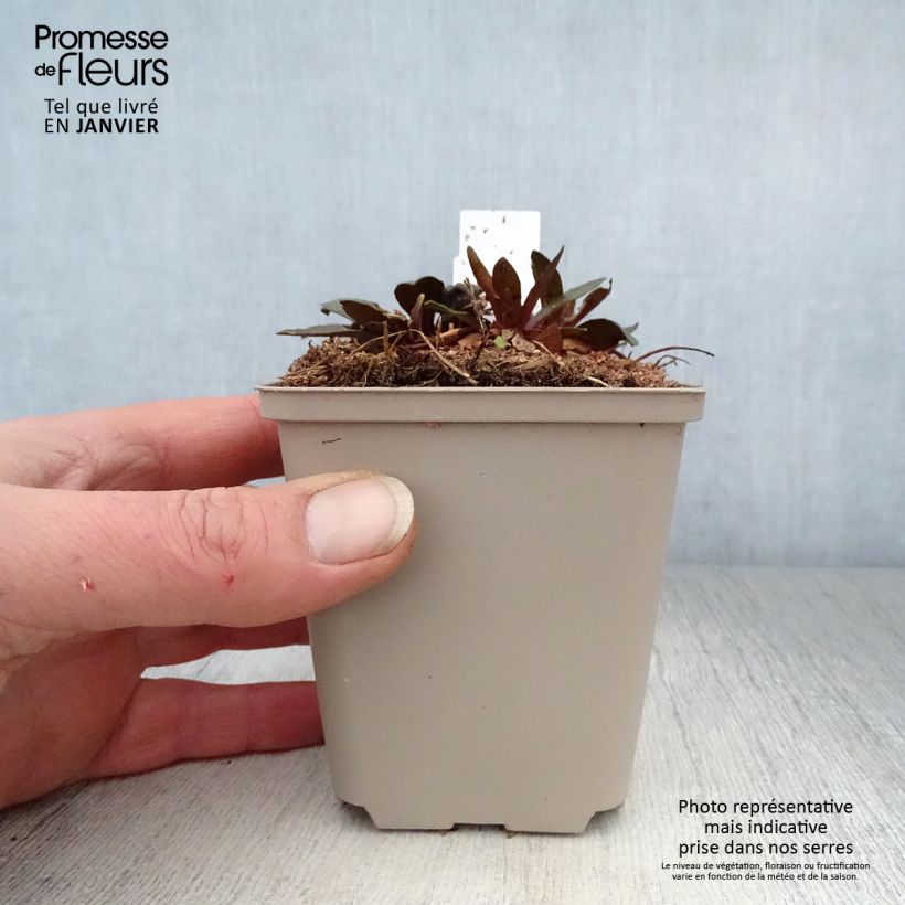 Helenium Sahin's Early Flowerer Maceta de 8/9 cm Ejemplar entregado en invierno