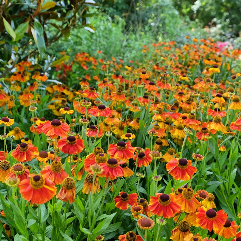 Helenium Sahin's Early Flowerer (Porte)