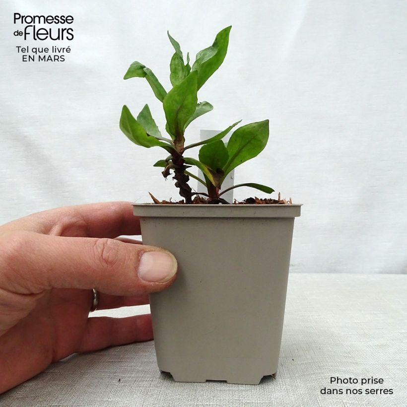 Helenium Sahin's Early Flowerer Maceta de 8/9 cm Ejemplar entregado en la primavera