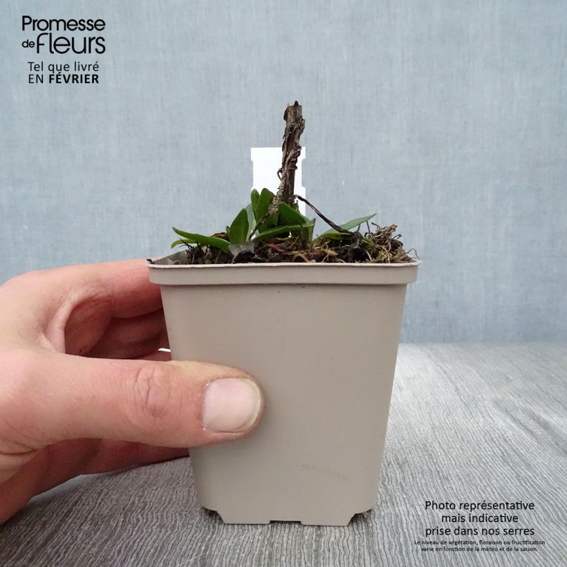 Helenium Short' n'Sassy Maceta de 8/9 cm Ejemplar entregado en invierno