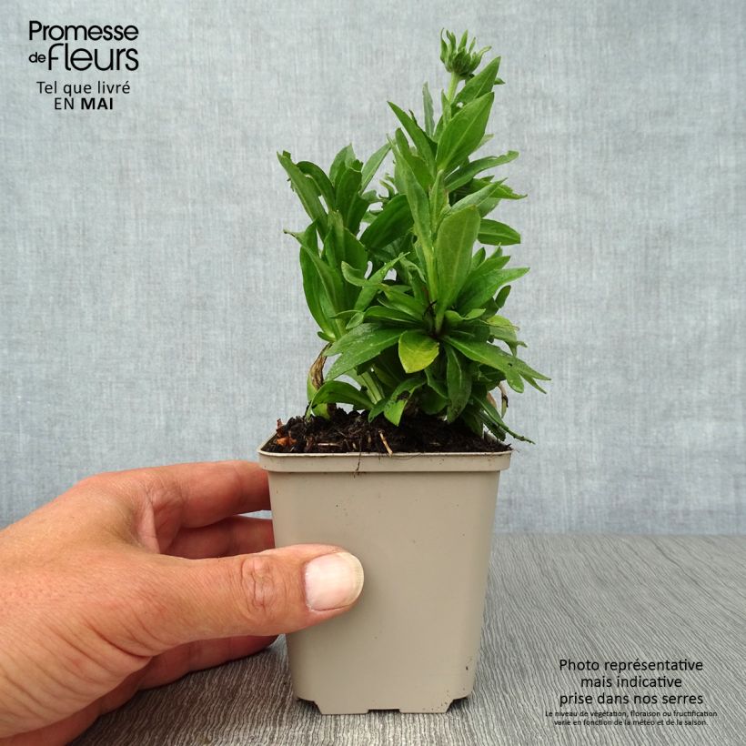 Helenium Short' n'Sassy Maceta de 8/9 cm Ejemplar entregado en la primavera