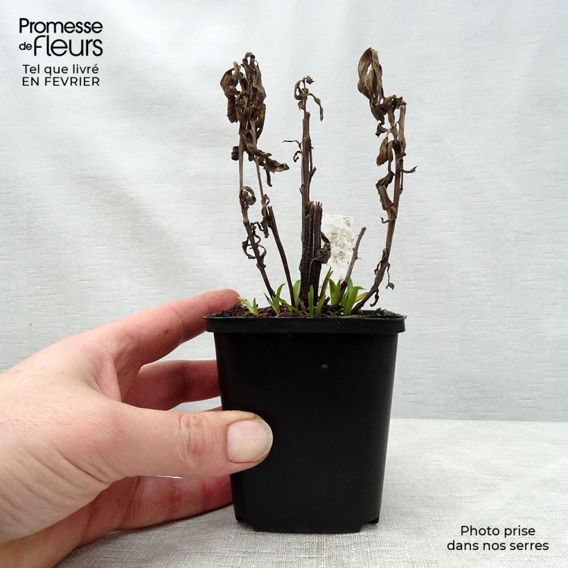 Helenium automnale Siesta Maceta de 8/9 cm Ejemplar entregado en invierno