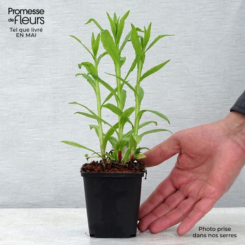 Helenium automnale Siesta Maceta de 8/9 cm Ejemplar entregado en la primavera