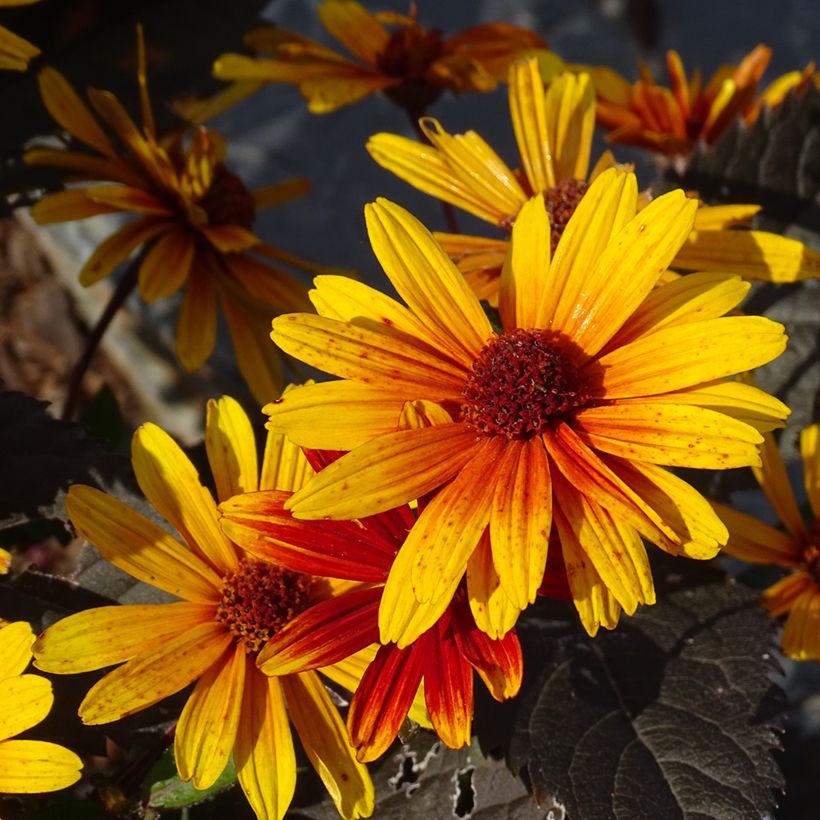 Helenium Strawberry Sundae (Floración)