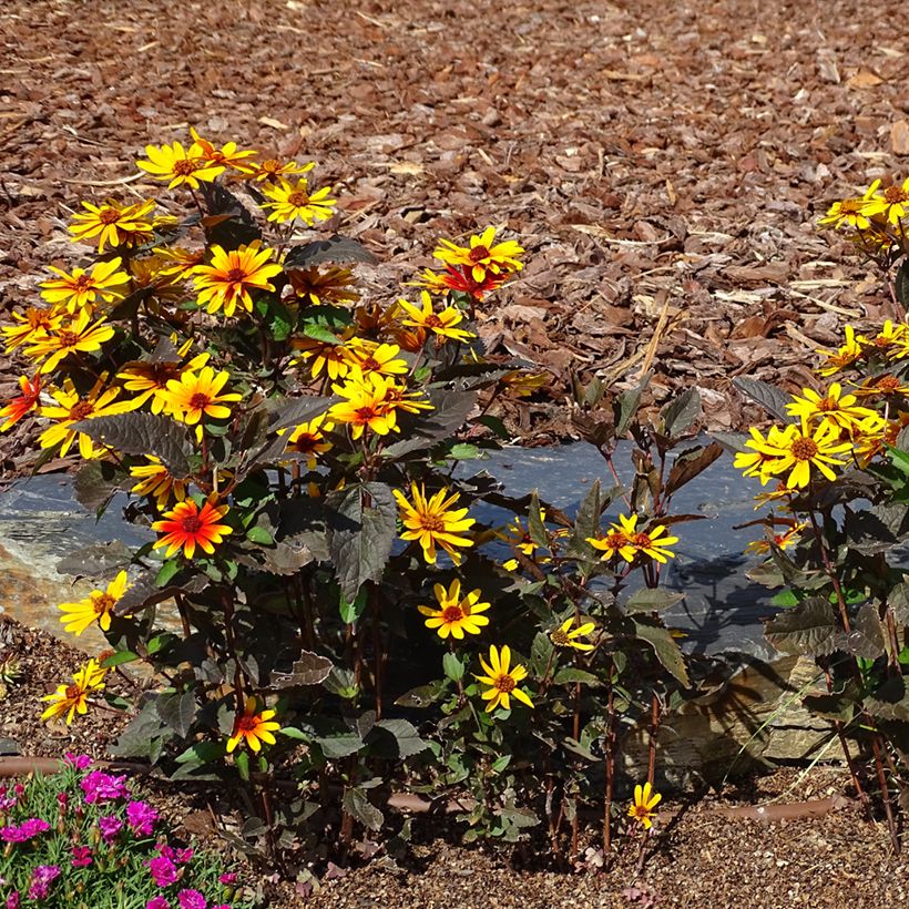 Helenium Strawberry Sundae (Porte)