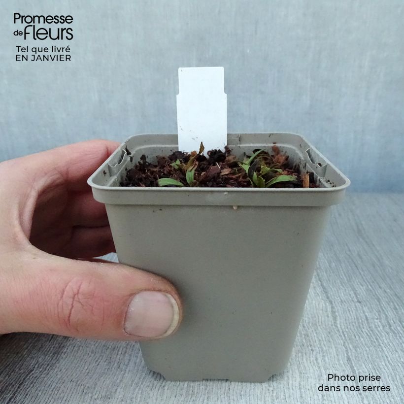 Helenium Tie Dye Maceta de 8/9 cm Ejemplar entregado en invierno