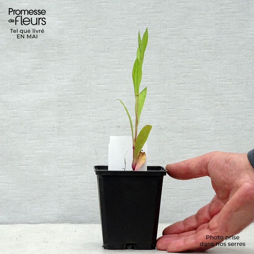 Helenium Tijuana Brass Maceta de 8/9 cm Ejemplar entregado en la primavera