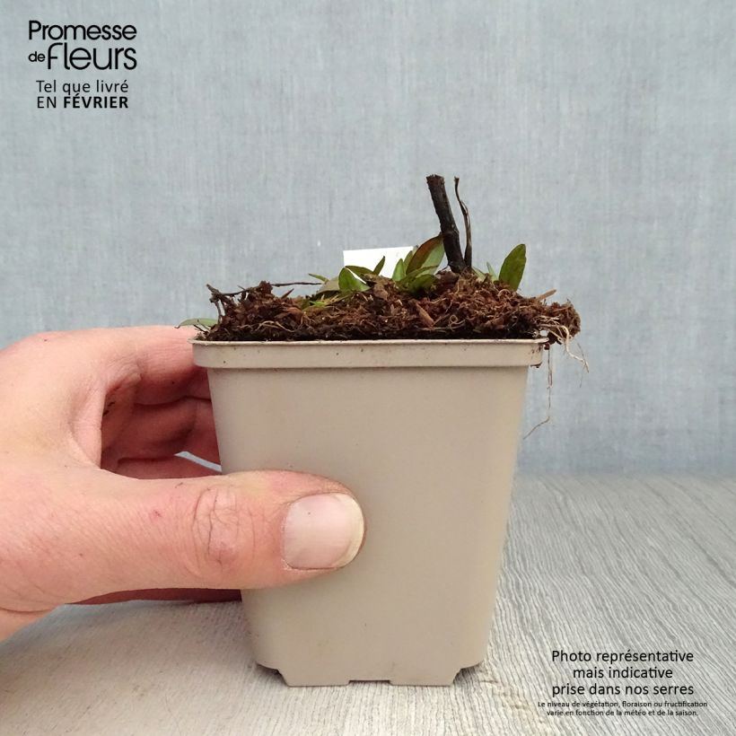 Helenium Waltraut Maceta de 8/9 cm Ejemplar entregado en invierno