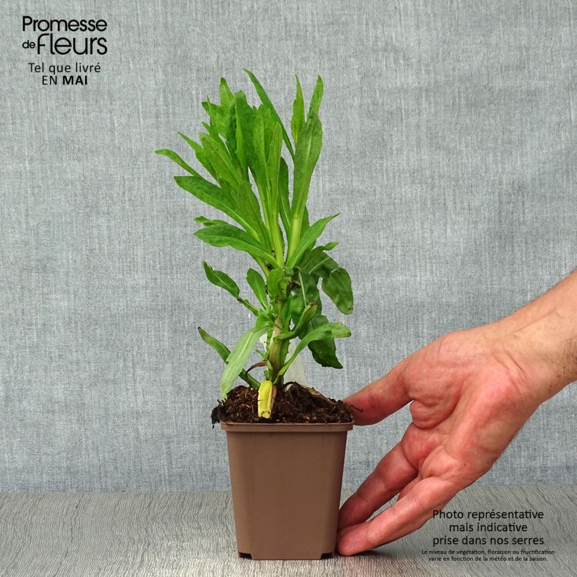 Helenium Waltraut Maceta de 8/9 cm Ejemplar entregado en la primavera