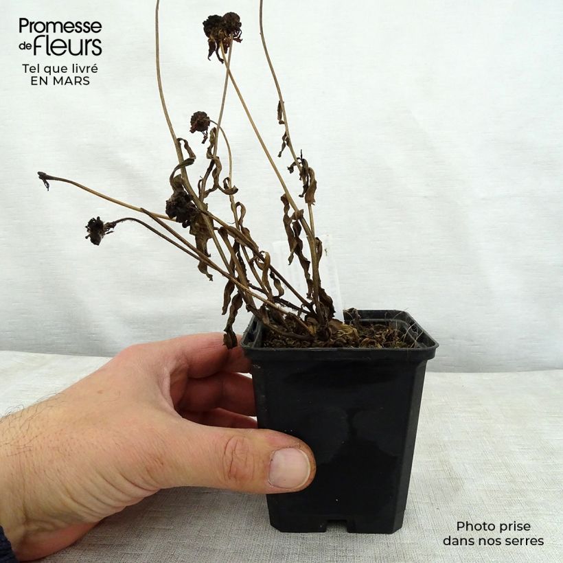 Helenium Windley Maceta de 8/9 cm Ejemplar entregado en la primavera