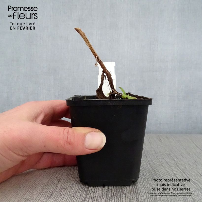 Helenium Windley Maceta de 8/9 cm Ejemplar entregado en invierno