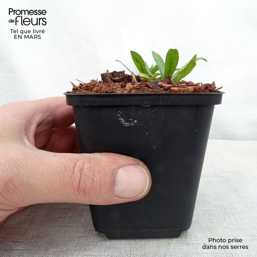 Helenium automnale Zimbelstern Maceta de 8/9 cm Ejemplar entregado en la primavera