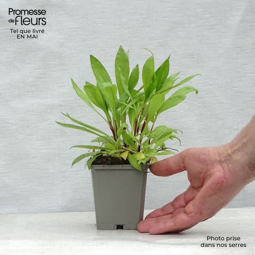 Helenium automnale Pumilum Magnificum Maceta de 8/9 cm Ejemplar entregado en la primavera