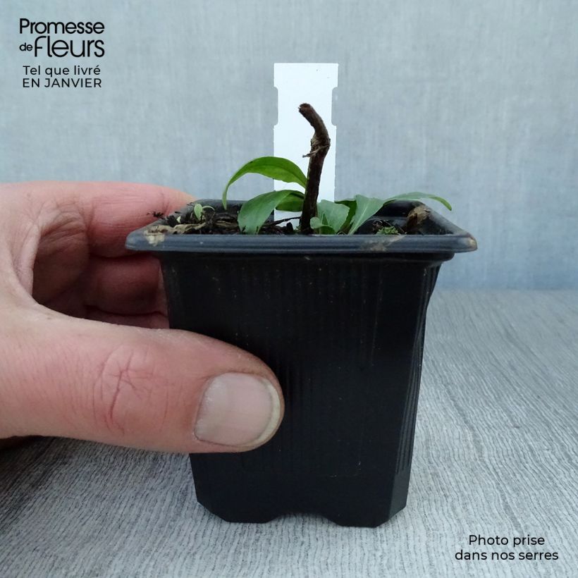 Helenium automnale Pumilum Magnificum Maceta de 8/9 cm Ejemplar entregado en invierno