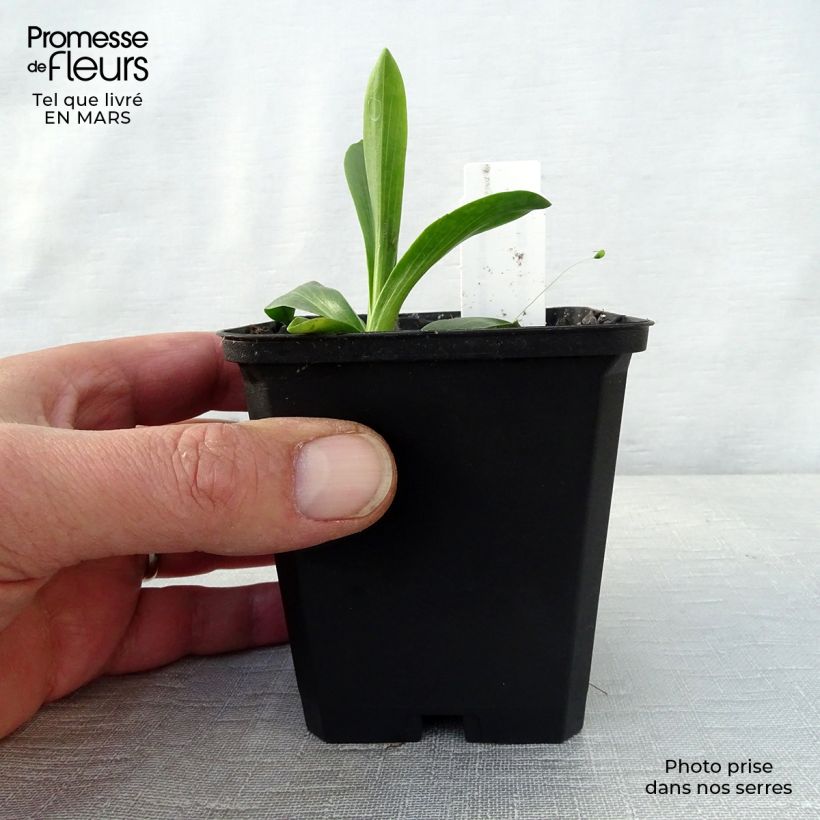 Hélénium hoopesii Maceta de 8/9 cm Ejemplar entregado en la primavera