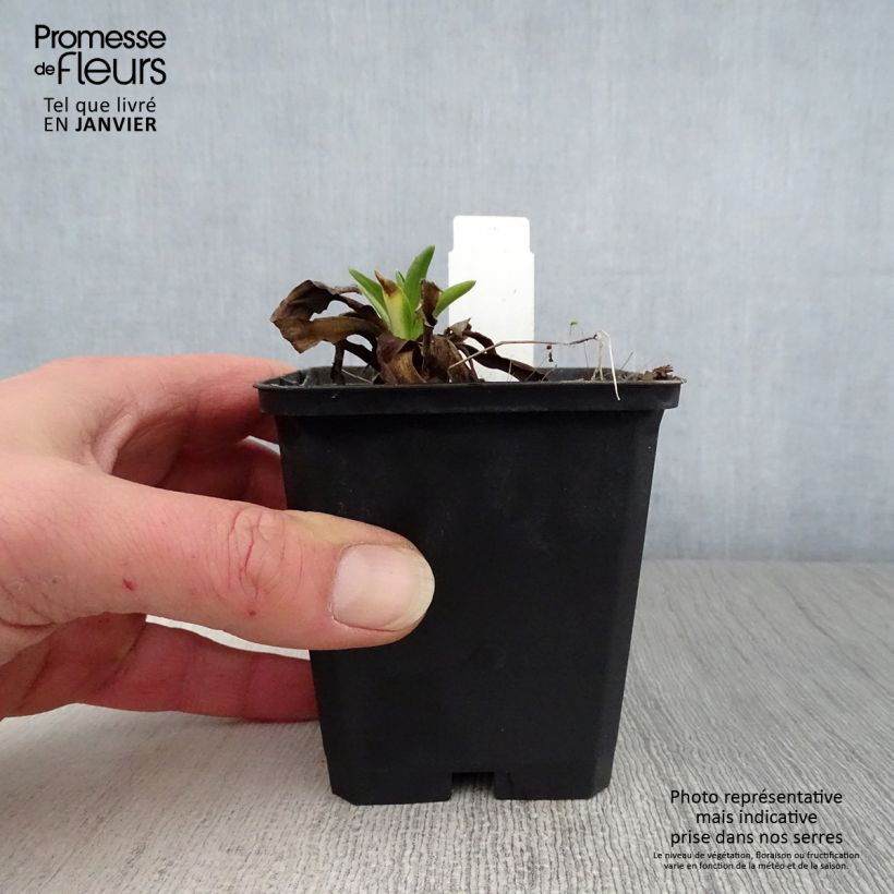 Hélénium hoopesii Maceta de 8/9 cm Ejemplar entregado en invierno