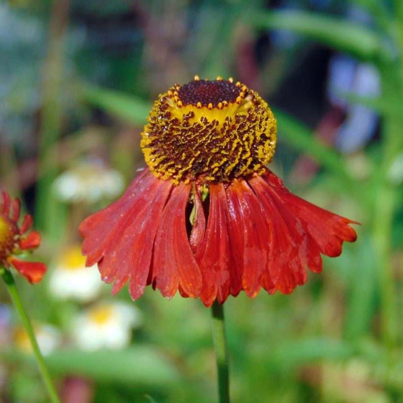 Helenium Moerheim Beauty (Floración)