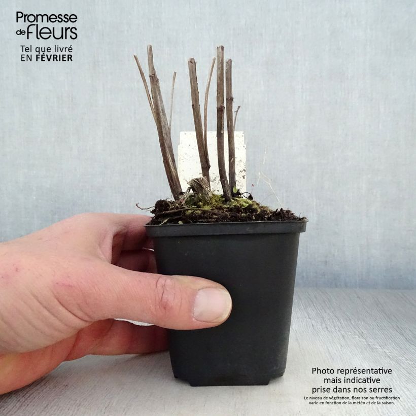 Helenium Moerheim Beauty Maceta de 8/9 cm Ejemplar entregado en invierno