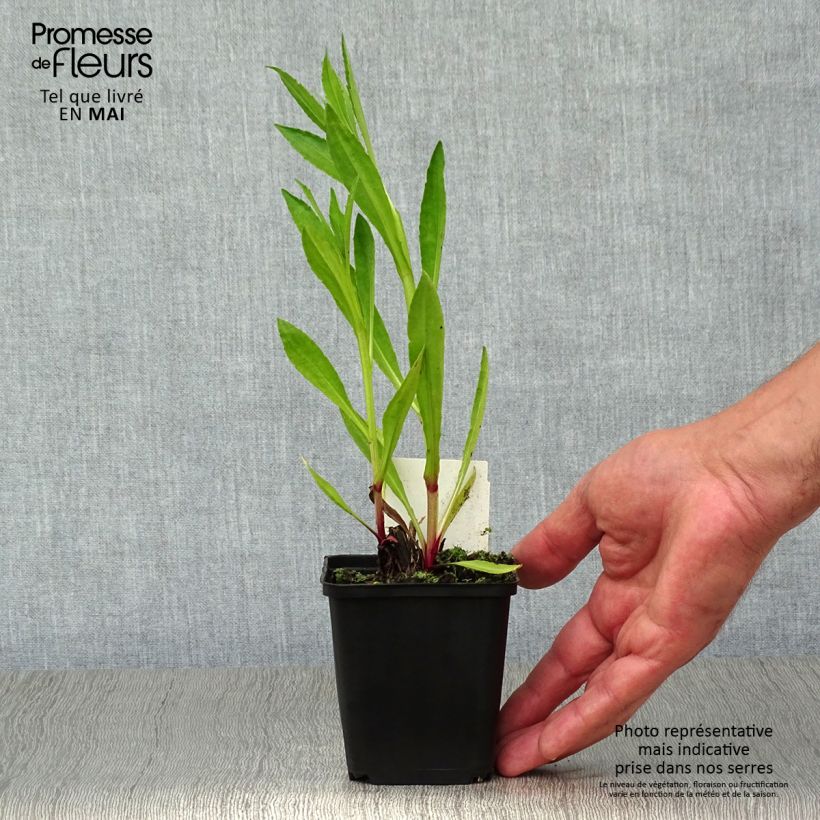 Helenium Moerheim Beauty Maceta de 8/9 cm Ejemplar entregado en la primavera