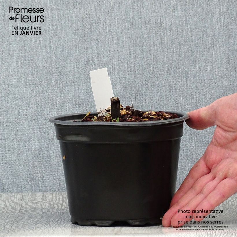 Helenium Moerheim Beauty Maceta 2L/3L Ejemplar entregado en invierno