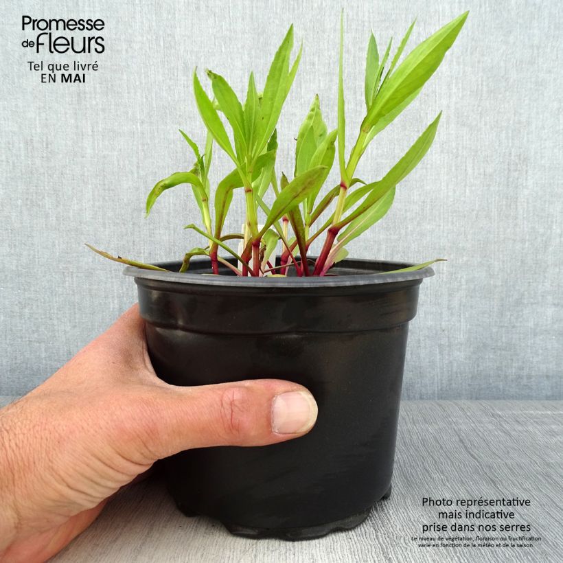 Helenium Moerheim Beauty Maceta 2L/3L Ejemplar entregado en la primavera