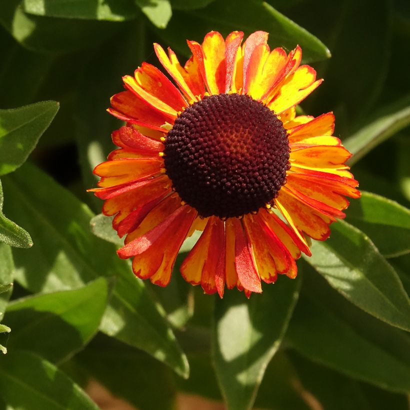 Helenium Short' n'Sassy (Floración)