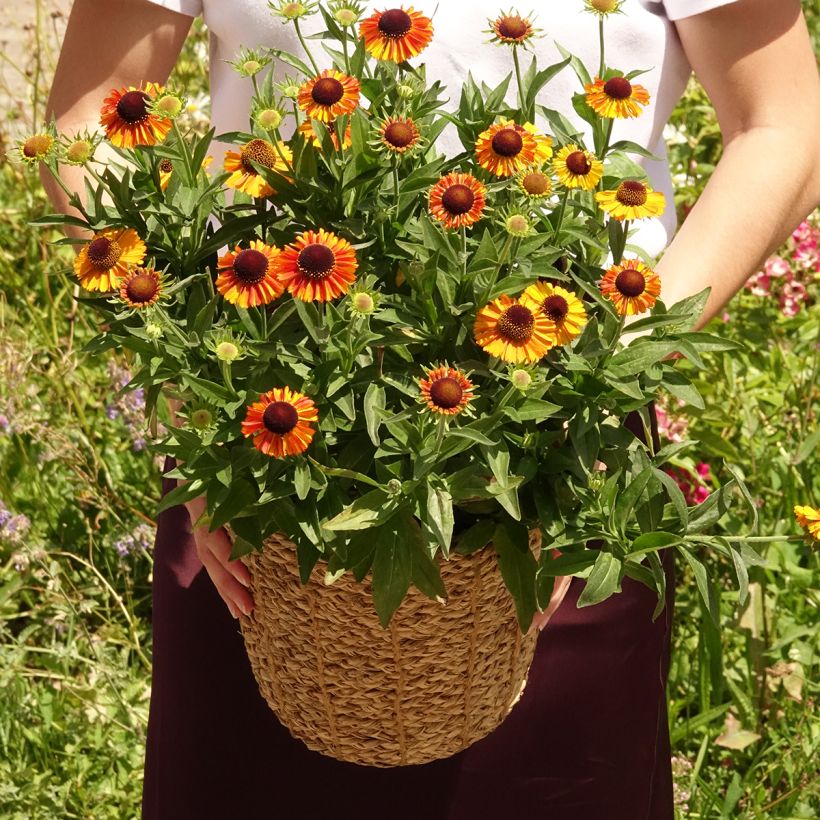 Helenium Short' n'Sassy (Porte)