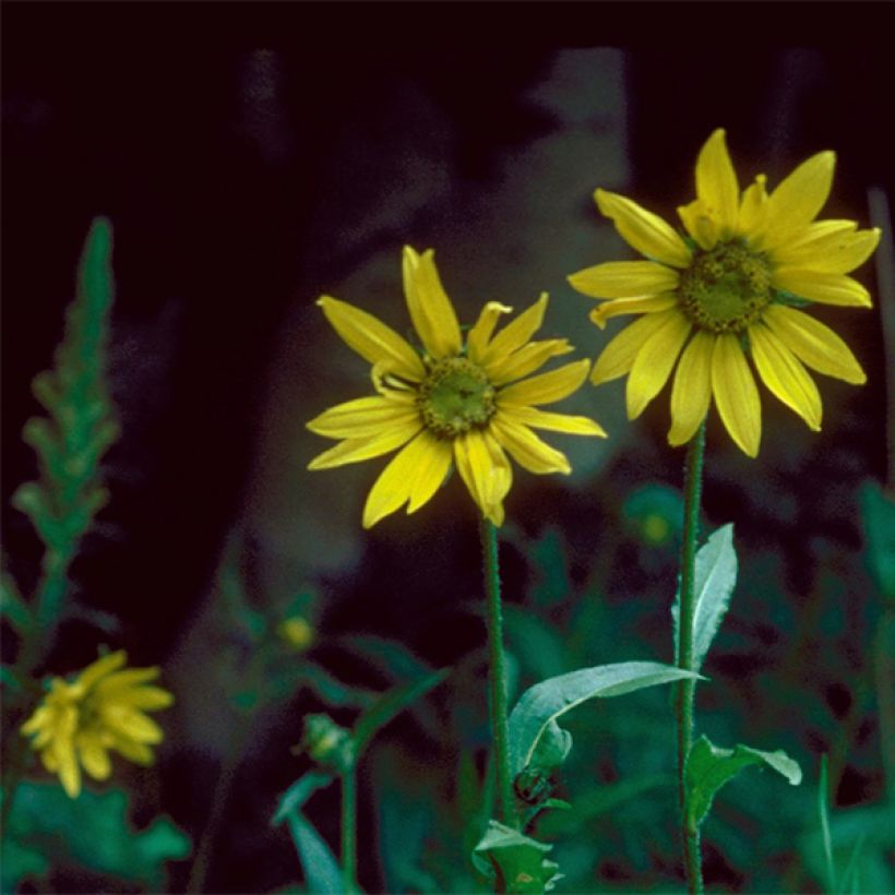 Helianthella quinquernervis (Floración)