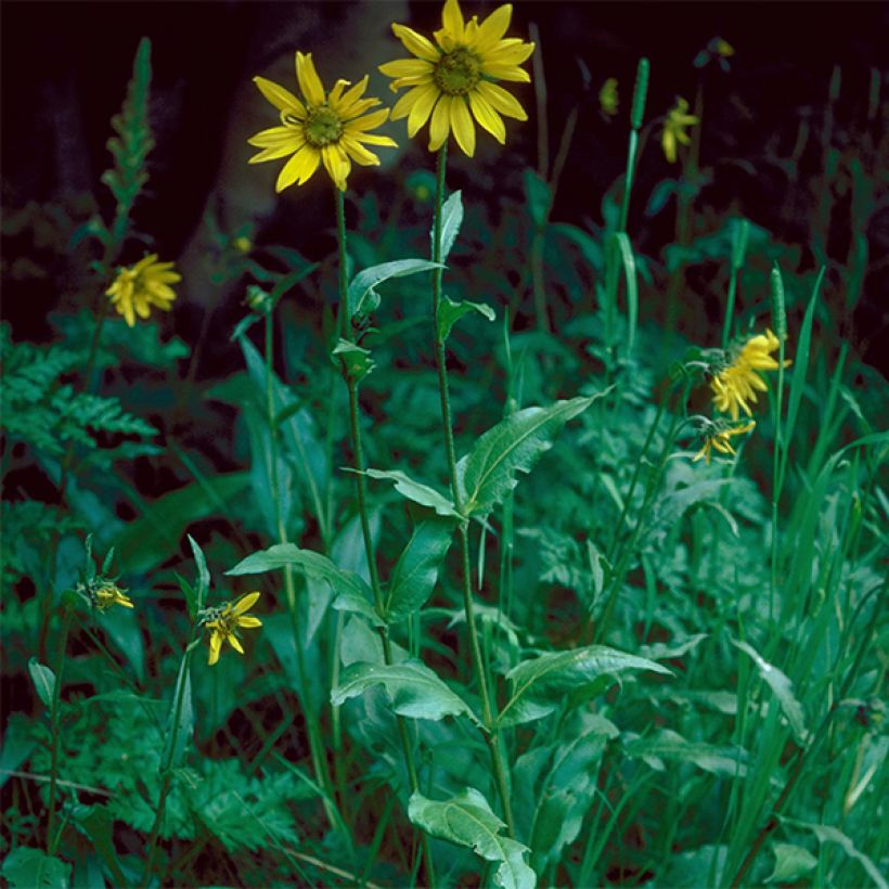 Helianthella quinquernervis (Porte)