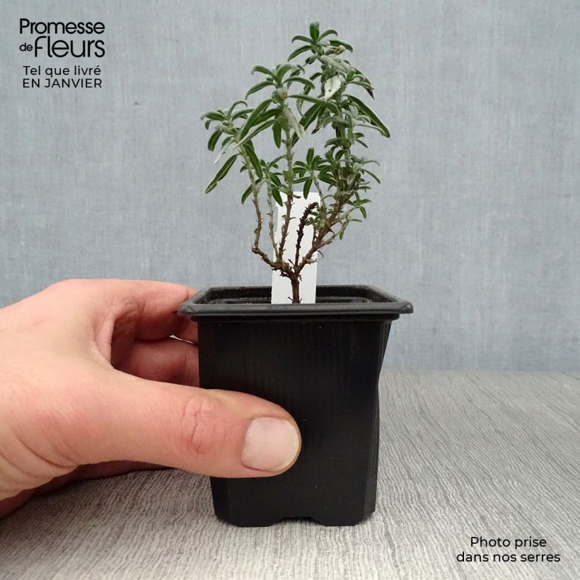 Helianthemum Raspberry Ripple Maceta de 8/9 cm Ejemplar entregado en invierno