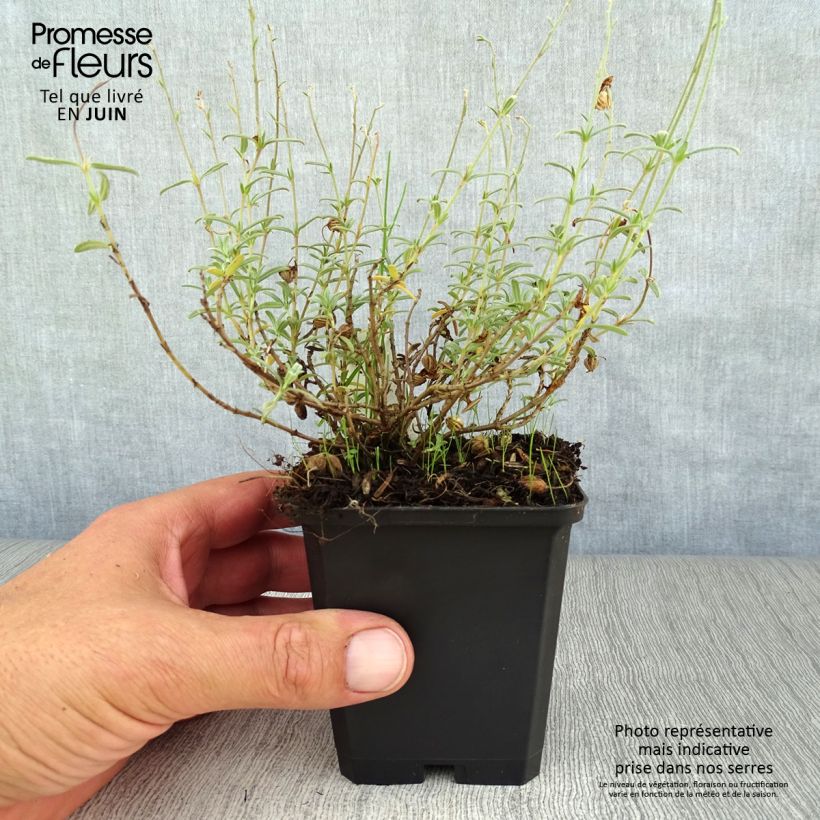 Ejemplar de Helianthemum Wisley Primrose Maceta de 8/9 cm entregado en verano