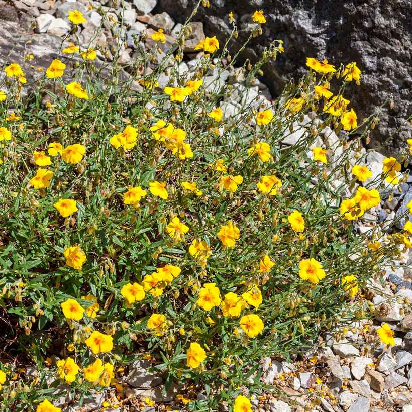 Helianthemum Ben Fhada (Porte)