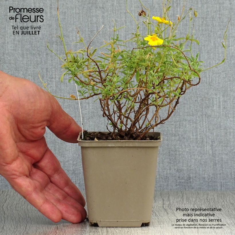 Ejemplar de Helianthemum Ben Fhada Maceta de 7/8 cm entregado en verano