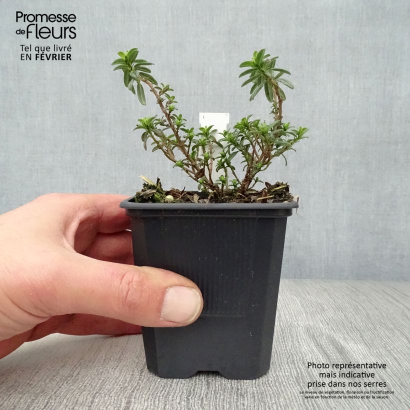 Helianthemum Ben Fhada Maceta de 7/8 cm Ejemplar entregado en invierno