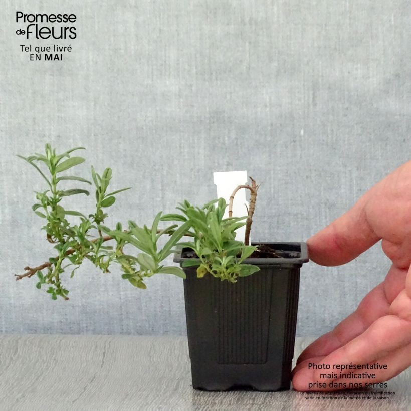 Helianthemum Ben Fhada Maceta de 7/8 cm Ejemplar entregado en la primavera