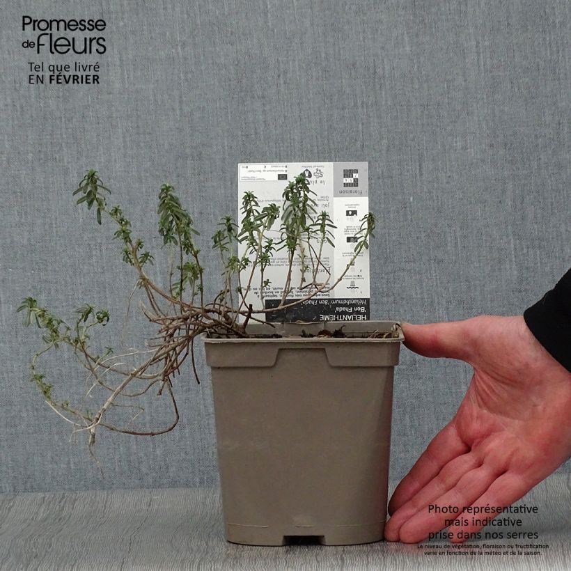 Helianthemum Ben Fhada Maceta 2L/3L Ejemplar entregado en invierno