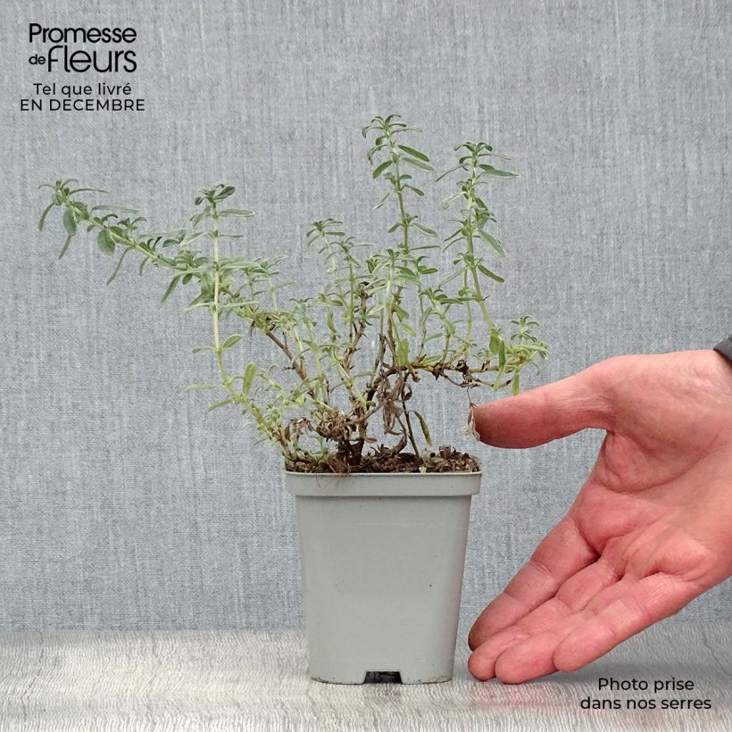 Helianthemum Ben Hope Maceta de 8/9 cm Ejemplar entregado en invierno