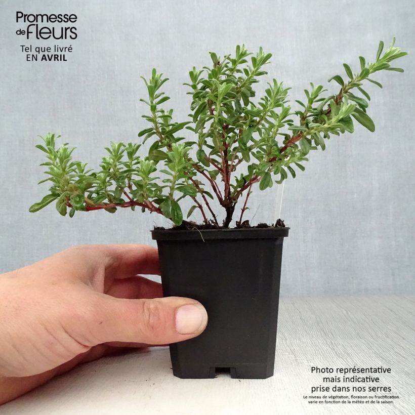 Helianthemum Ben Hope Maceta de 8/9 cm Ejemplar entregado en la primavera