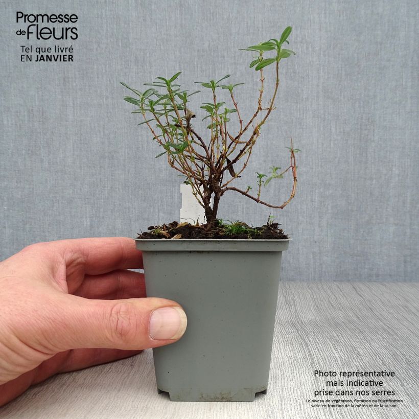 Helianthemum Cerise Queen Maceta de 8/9 cm Ejemplar entregado en invierno