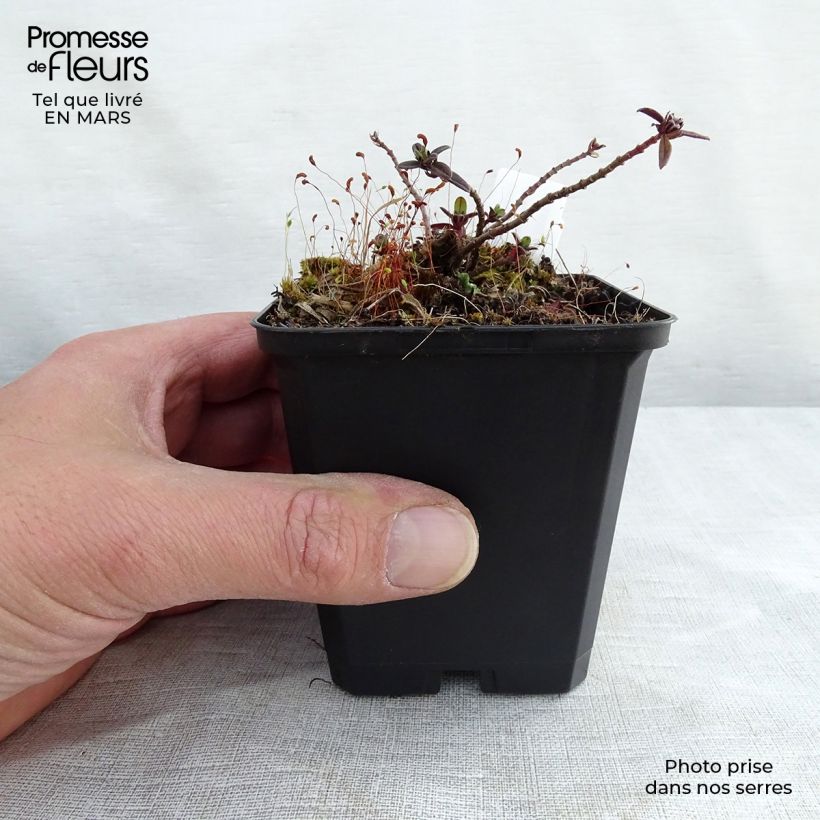 Helianthemum Elfenbeinglanz Maceta de 8/9 cm Ejemplar entregado en invierno