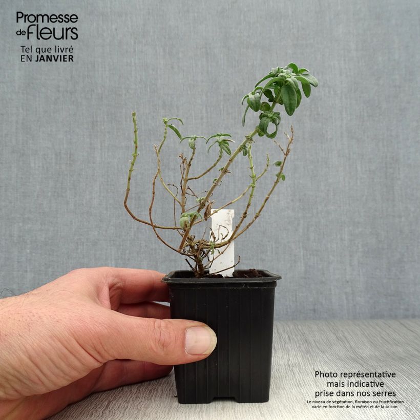 Helianthemum Fire Dragon Maceta de 8/9 cm Ejemplar entregado en invierno