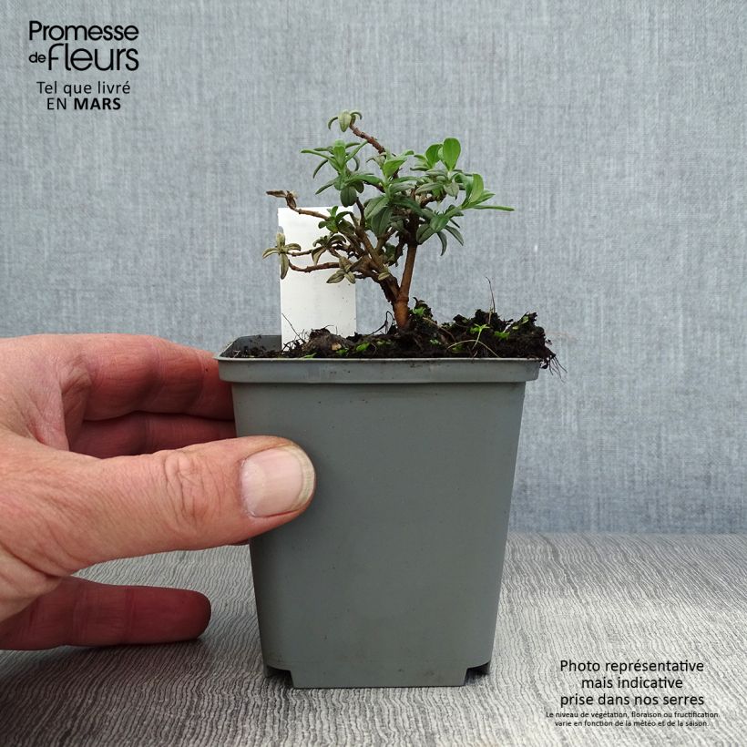 Helianthemum Fire Dragon Maceta de 8/9 cm Ejemplar entregado en la primavera