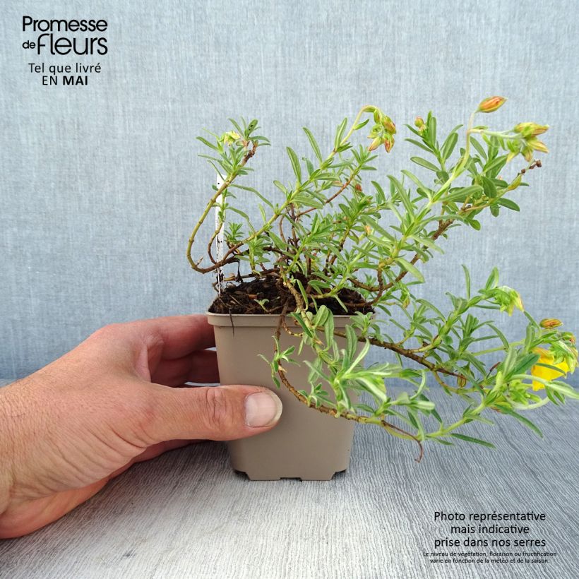 Helianthemum Golden Queen Maceta de 8/9 cm Ejemplar entregado en la primavera