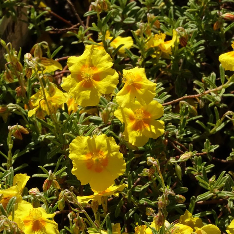 Helianthemum Golden Queen (Floración)