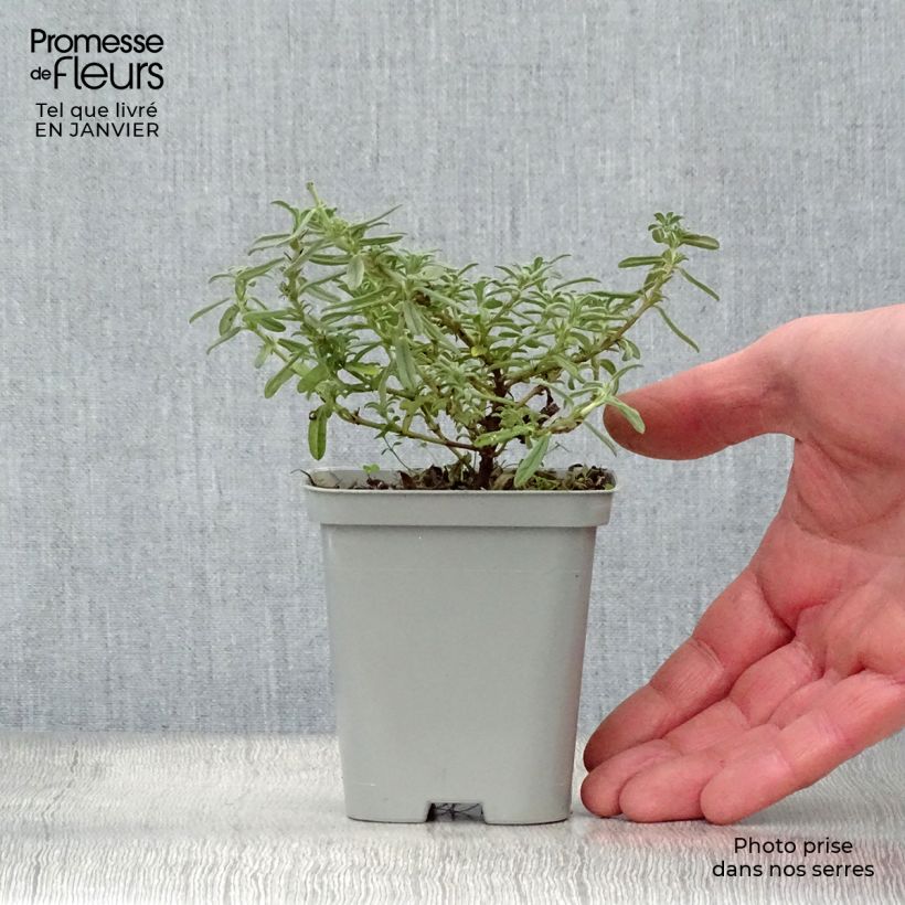 Helianthemum Hartswood Ruby Maceta de 7/8 cm Ejemplar entregado en invierno