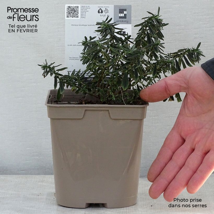 Helianthemum Hartswood Ruby Maceta 2L/3L Ejemplar entregado en invierno