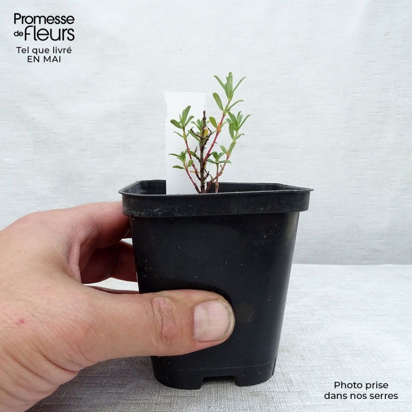 Helianthemum Hartswood Ruby Maceta de 7/8 cm Ejemplar entregado en la primavera