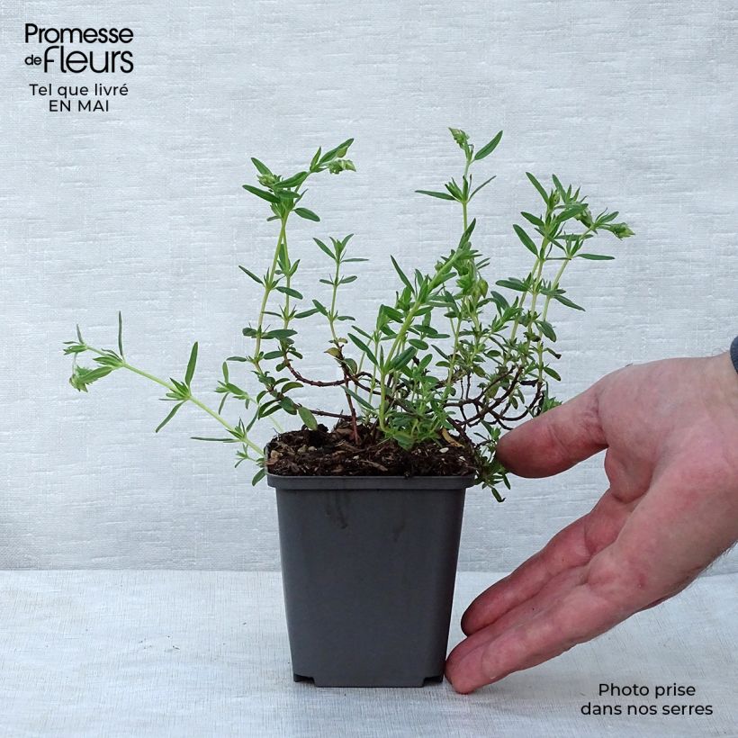 Helianthemum Lawrenson's Pink Maceta de 8/9 cm Ejemplar entregado en la primavera