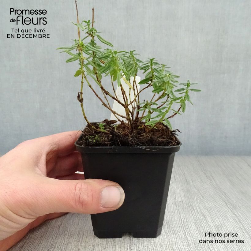 Helianthemum Lawrenson's Pink Maceta de 8/9 cm Ejemplar entregado en invierno