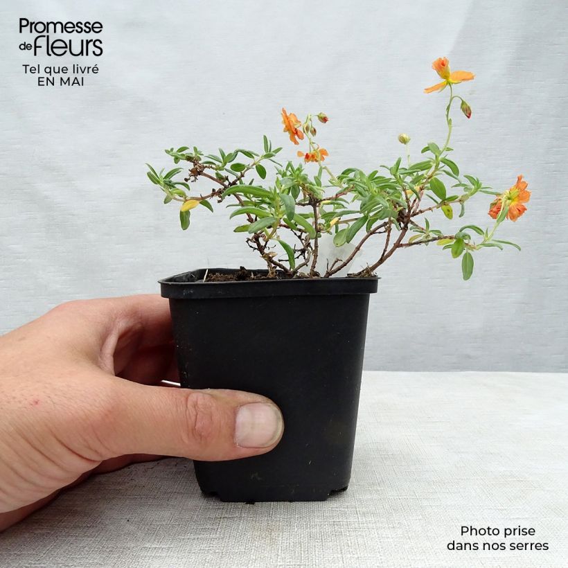 Helianthemum Orange Double Maceta de 8/9 cm Ejemplar entregado en la primavera